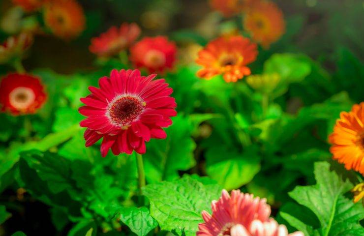 Balcone piante luglio gerbera