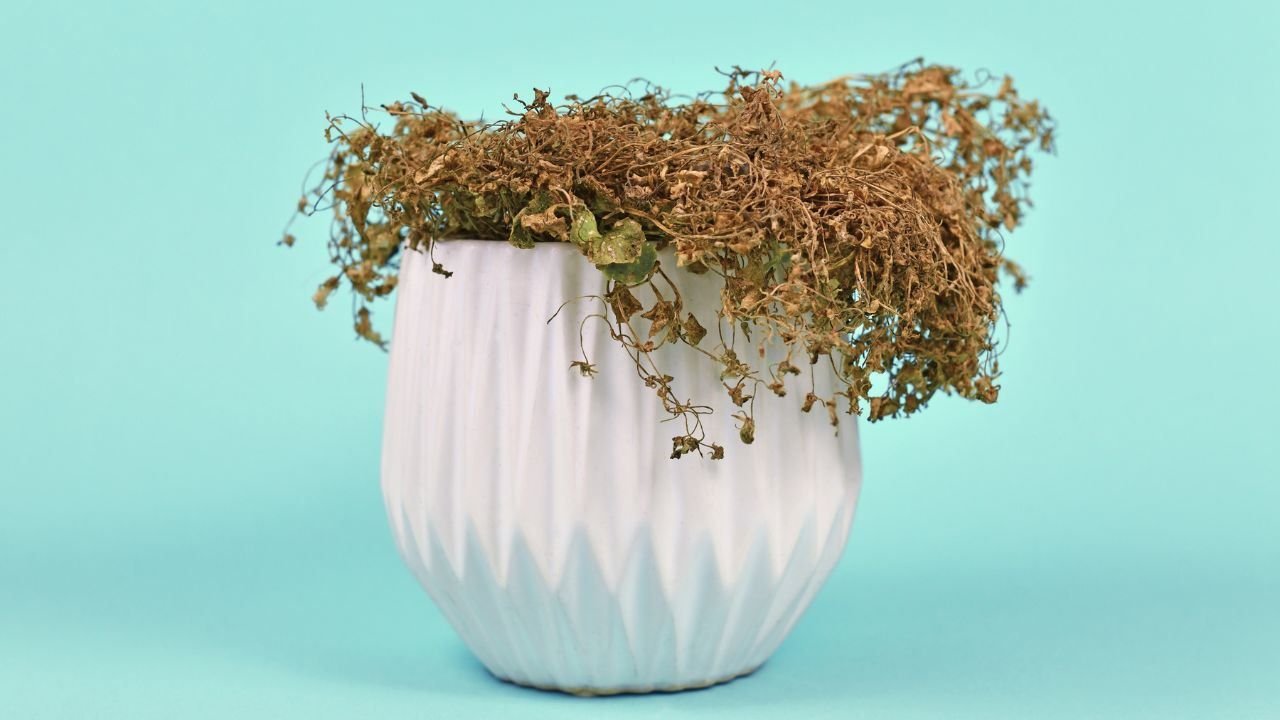 Salvare pianta non innaffiata come fare