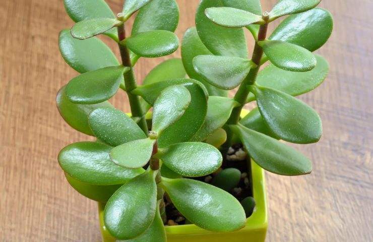 coltivazione corretta Crassula Ovata