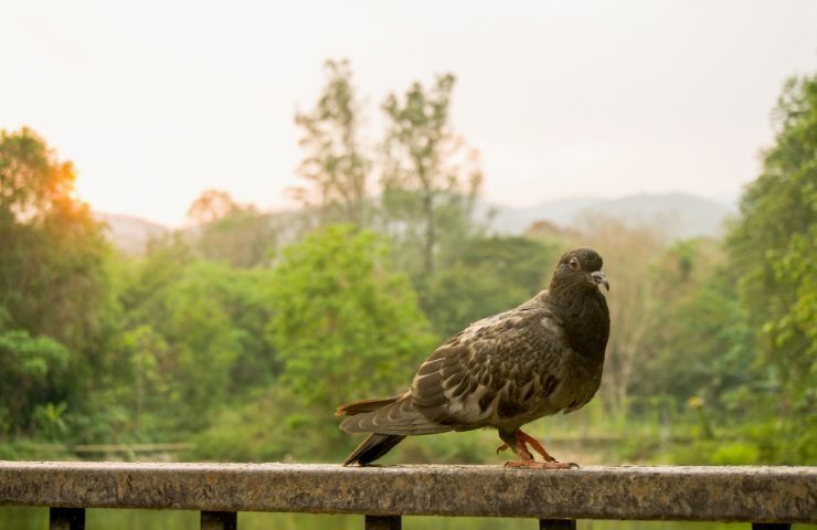 rimedi naturali piccioni