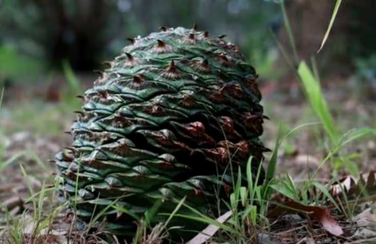 Alberi più pericolosi mondo 