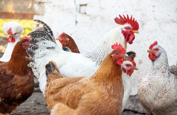 Polli in un allevamento intensivo: le ripercussioni