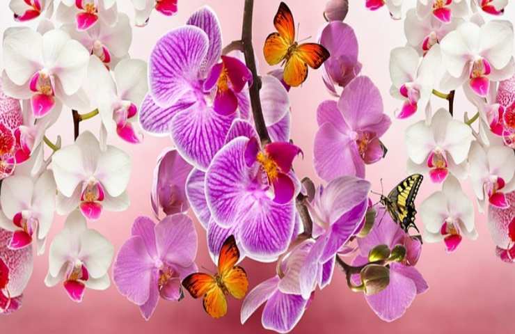 Orquídeas en flor incluso en verano
