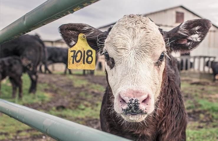 Benessere animali da fattoria, la legislazione dell'UE