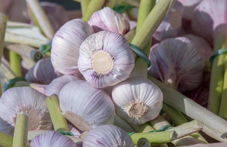 bollire aglio benefici