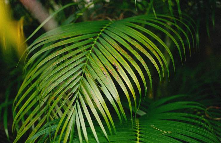 areca cura