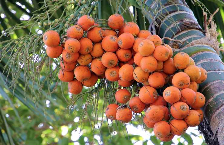 areca pianta cura