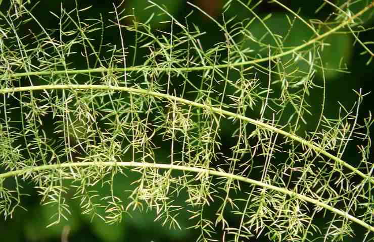 Asparagina, puoi coltivarla dove vuoi