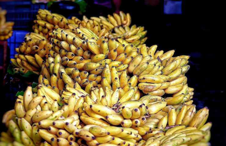 banano coltivazione