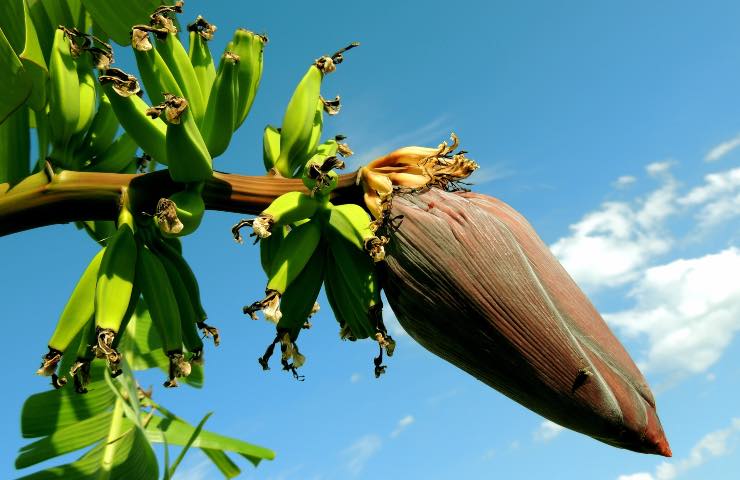 banano coltivazione giusta