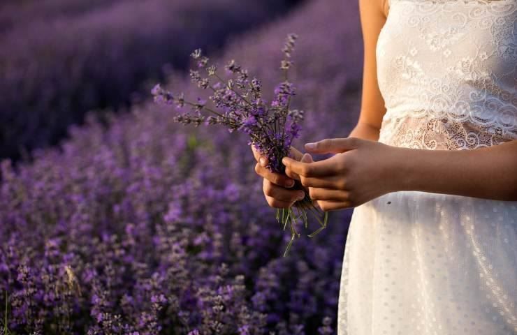 lavanda caratteristiche 