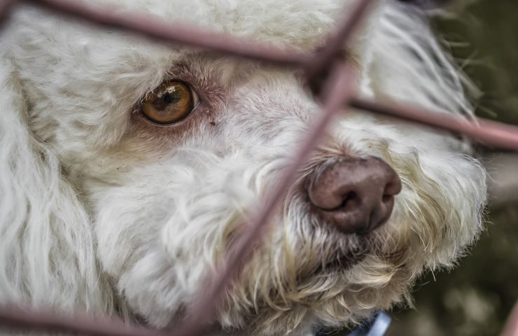 cane abbandono fenomeno