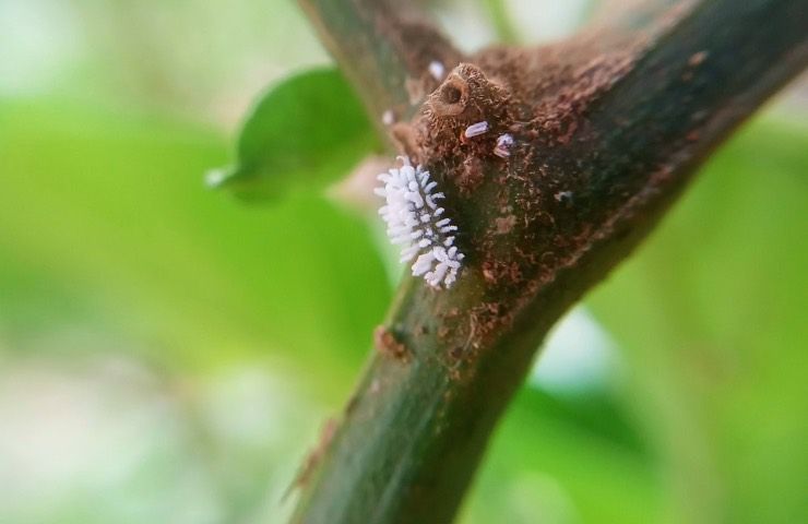 cocciniglia pericolo piante