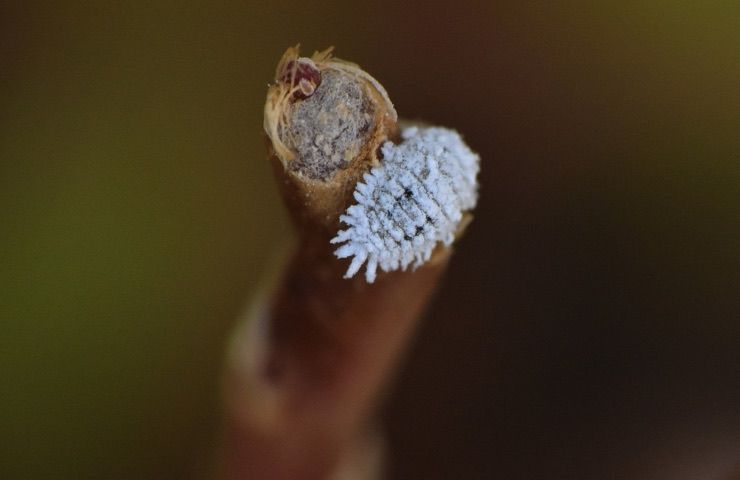 cocciniglia danni