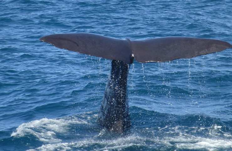 In Sardegna ci sono le balene