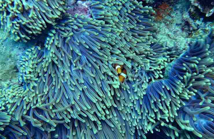 corallo nero 