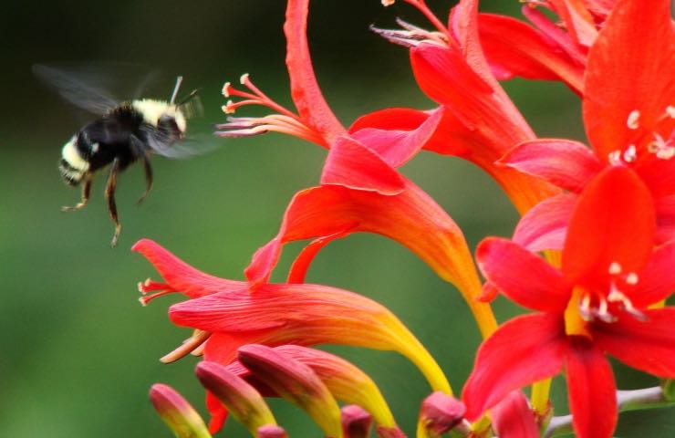 crocosmia lucifer come si cura