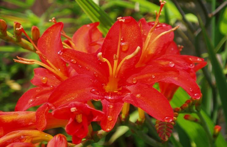 crocosmia lucifer cura