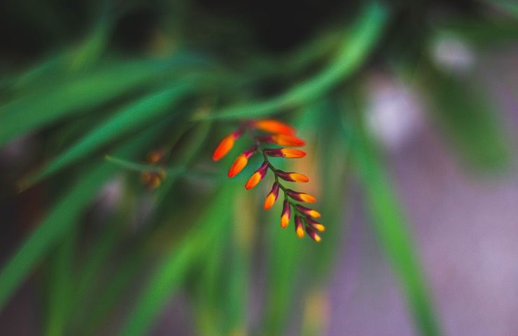 crocosmia lucifer coltivazione 