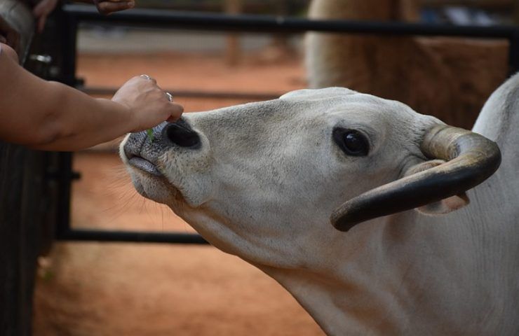 Malattie degli animali, quali erbe si possono usare per curarli in modo naturale