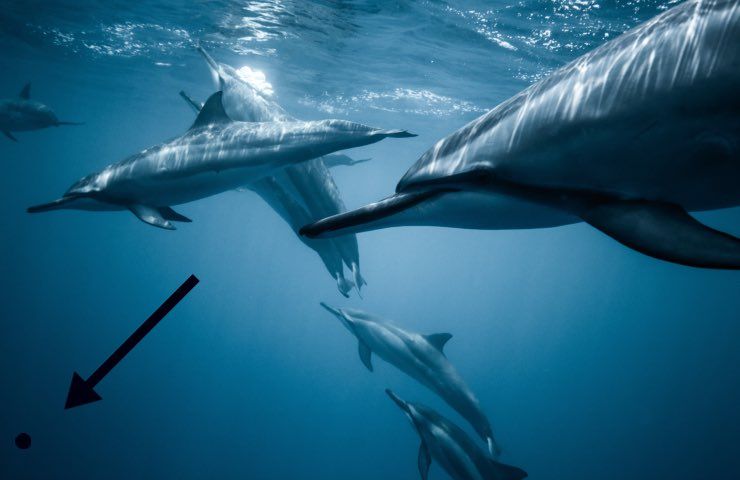 delfini si avvicinano 