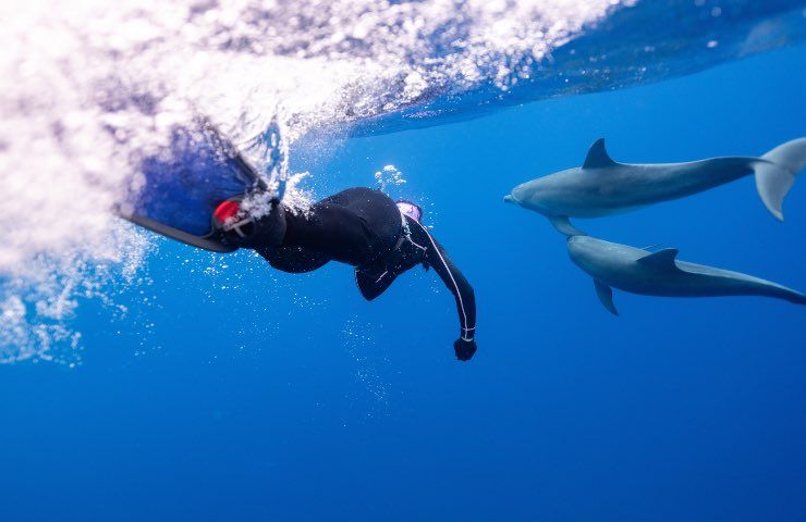 delfini avvicinano sub