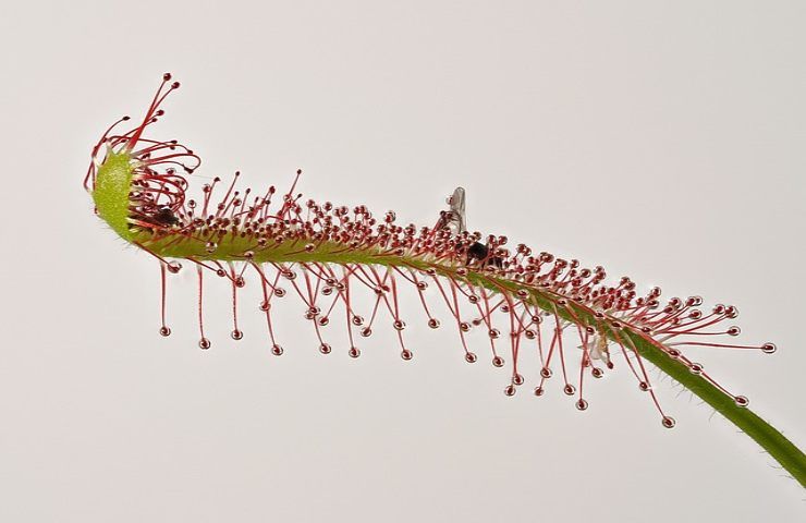 Triphyophyllum Peltatum