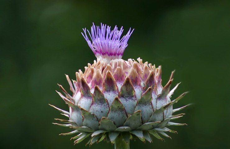 La bellezza del carciofo non raccolto