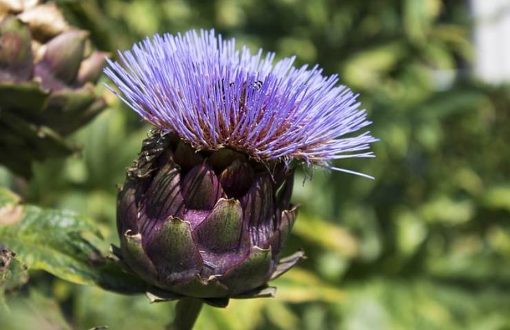 La bellezza del carciofo non raccolto