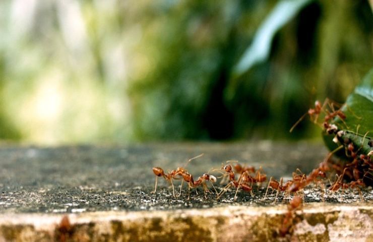 Le formiche vivranno più a lungo grazie a questo parassita