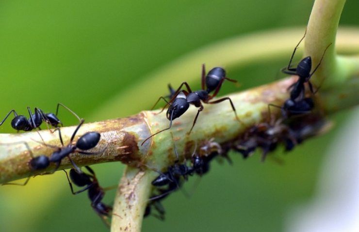 Le formiche vivranno più a lungo grazie a questo parassita