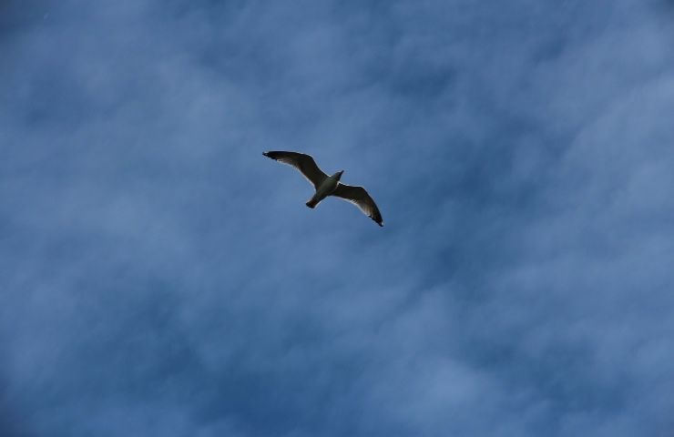 parchi eolici rifugio uccelli 