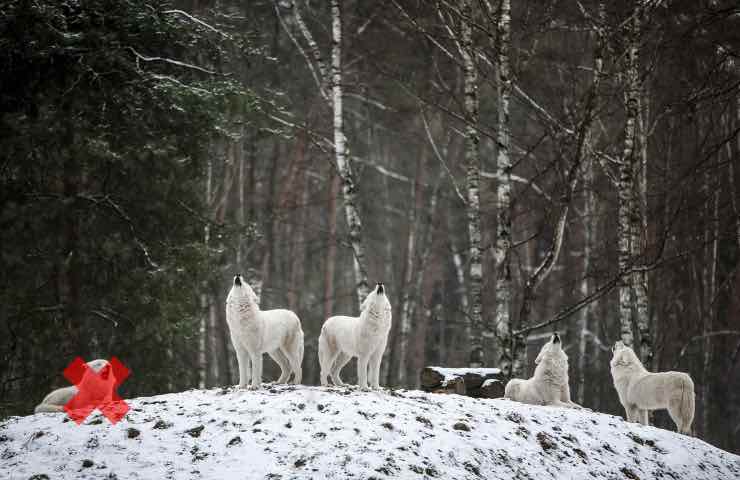 controllo numero fauna