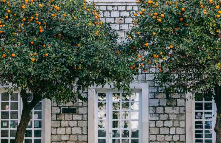 albero mandarino cura