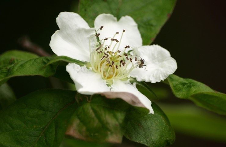 nespolo pianta cura