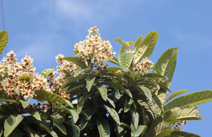 nespolo albero cura