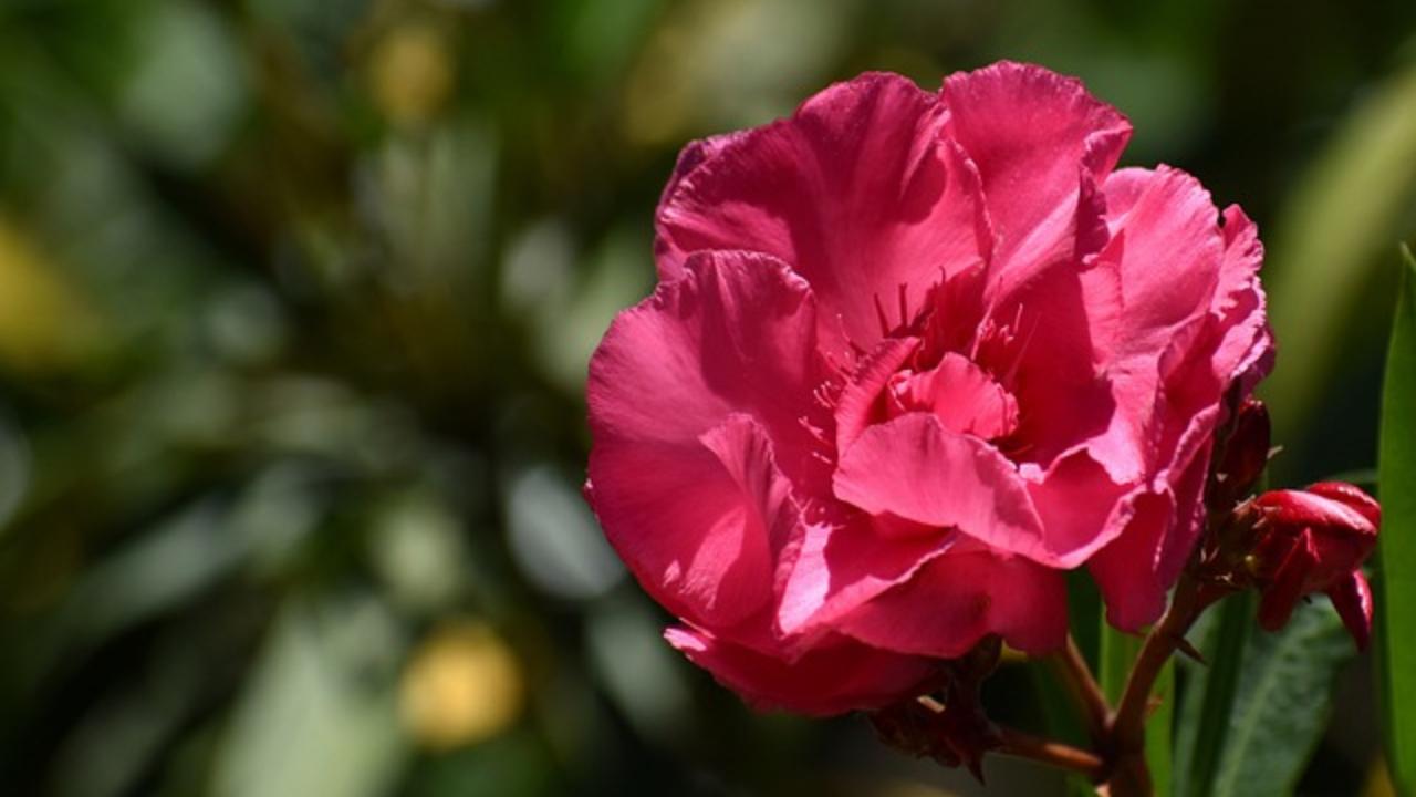 moltiplicazione oleandro