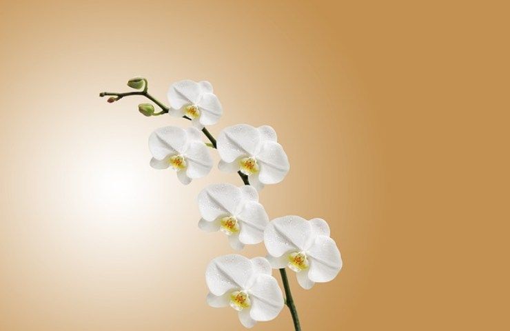Kvetoucí orchideje i v létě