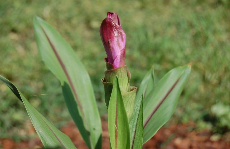 curcuma cura