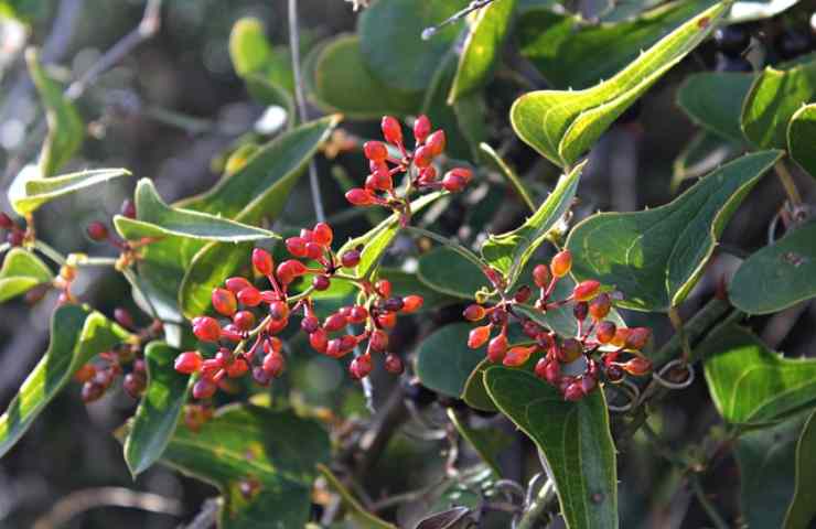 macchia mediterranea cosa tratta 