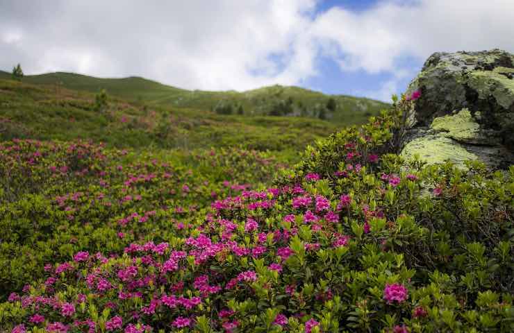 rododendro come coltivarlo