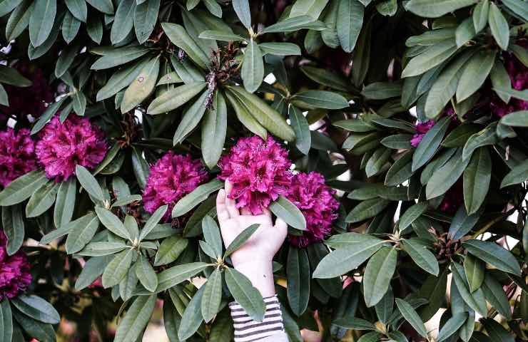 rododendro pianta coltivazione