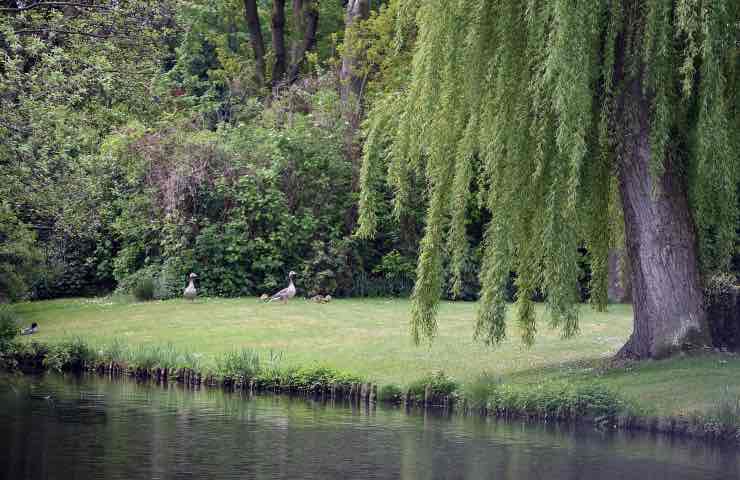 salice piangente albero