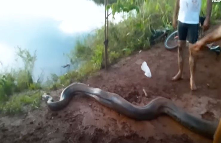 serpente pericolo cane
