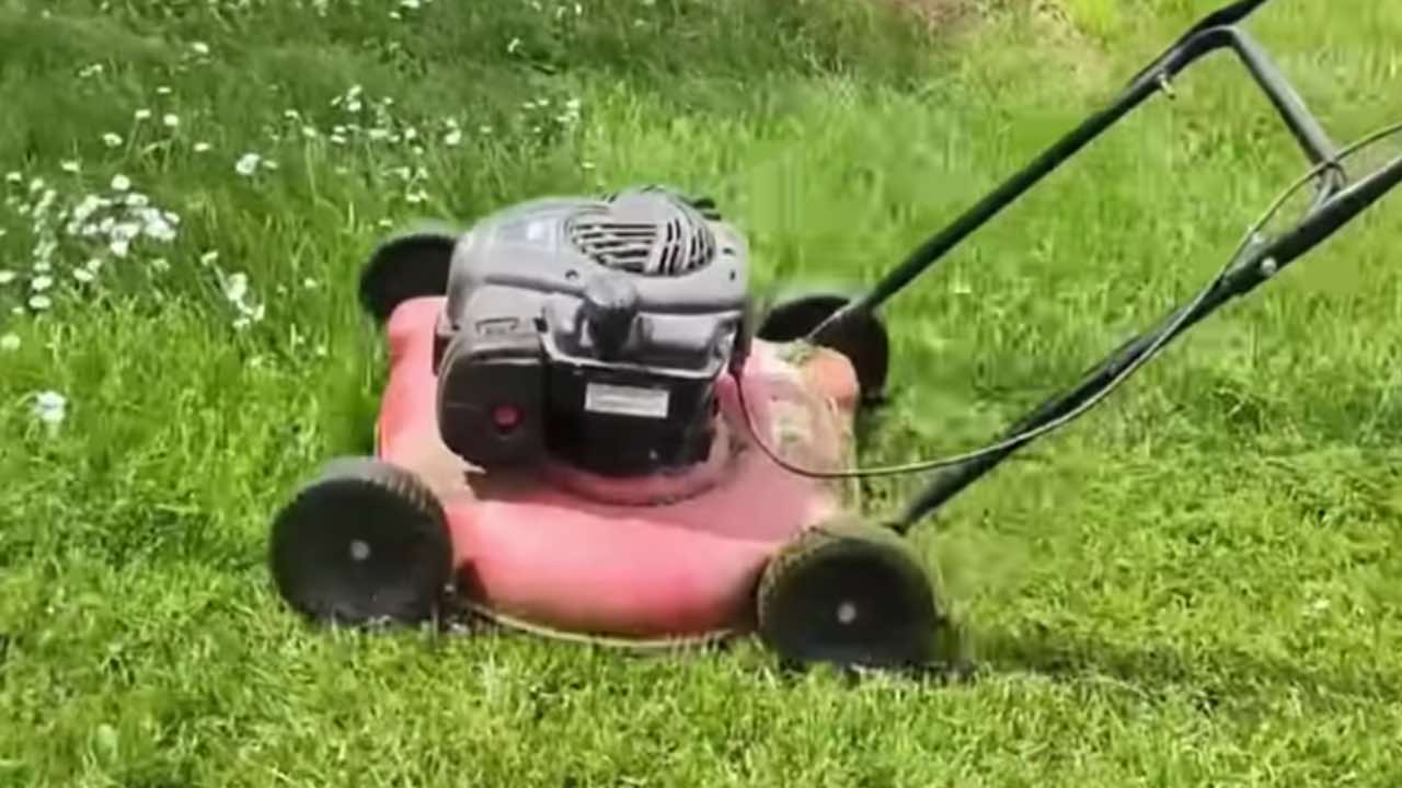 erba tagliata utilizzo corretto