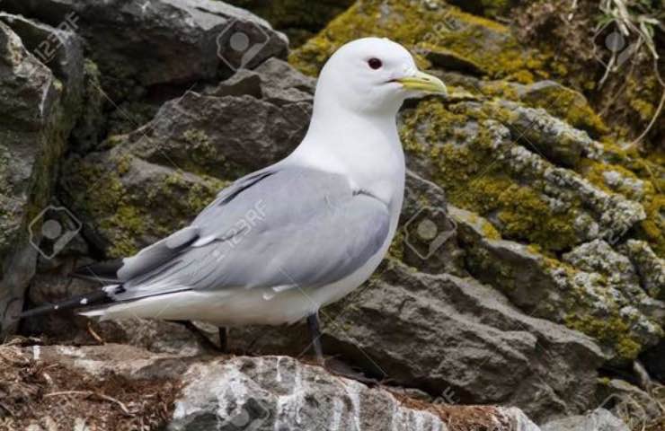 parchi eolici rifugio uccelli 