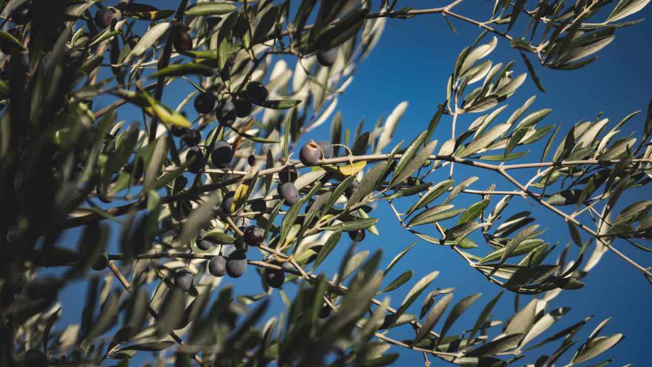 ulivo pianta info