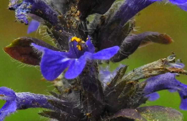 Ajuga Reptans