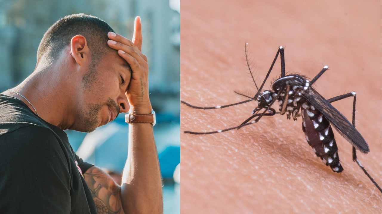 Allergia alle zanzare, quali sono i sintomi dopo i pizzichi: alcuni sono comunissimi