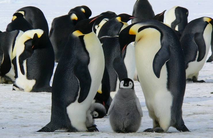 10.000 pinguini sono morti